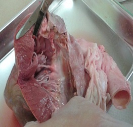 Heart Dissection2